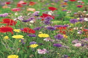 11 Best Wildflowers to Brighten Your Lawn