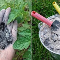 20 Brilliant Ways to Use Wood Ash In The Garden