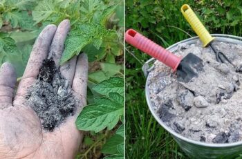 20 Brilliant Ways to Use Wood Ash In The Garden