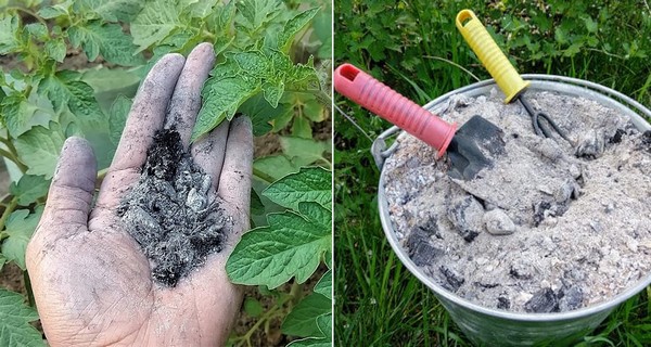 20 Brilliant Ways to Use Wood Ash In The Garden