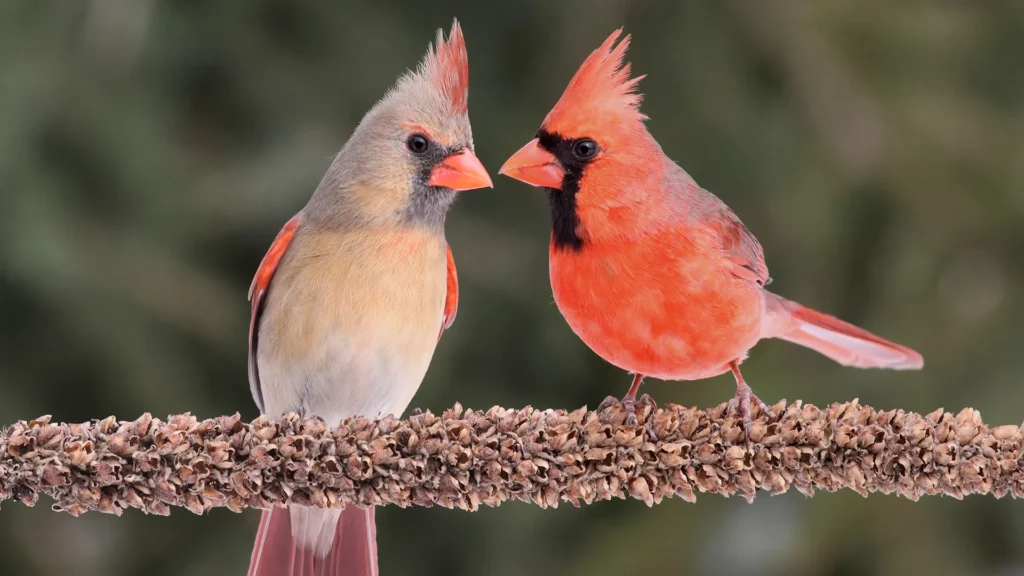 Attract Cardinals to Your Yard
