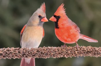 Attract Cardinals to Your Yard