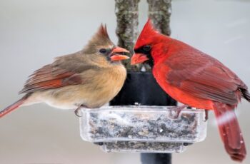 Feeding Cardinals In The Winter – How To Attract & Feed Redbirds!