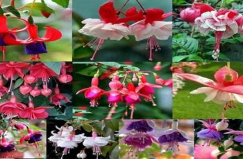 HOW TO GROW FABULOUS FUCHSIA FLOWERS