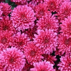 How To Save Mums – Keeping Your Mums Alive Over Winter!