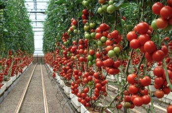 Plant Tomatoes Deep Or Sideways- The Secret To Your Best Harvest Ever