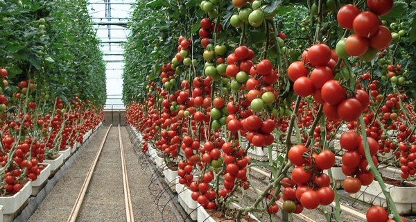 Plant Tomatoes Deep Or Sideways- The Secret To Your Best Harvest Ever