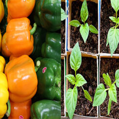 15 Hecrets to Help you Grow Buckets Full of Bell Peppers in your Garden.
