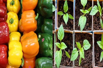 15 Hecrets to Help you Grow Buckets Full of Bell Peppers in your Garden.