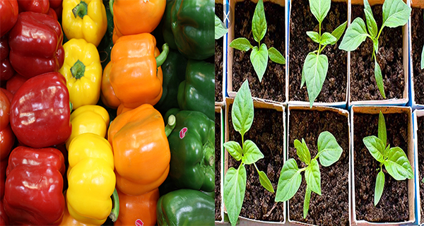 15 Hecrets to Help you Grow Buckets Full of Bell Peppers in your Garden.