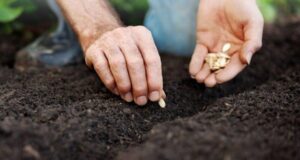 19 Vegetable Seeds to Sow Outside Before the Last Spring Frost