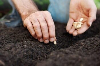 19 Vegetable Seeds to Sow Outside Before the Last Spring Frost