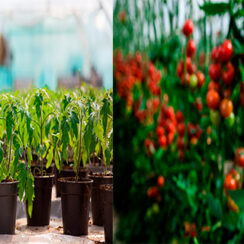 27 Silly Mistakes That Cost Me All My Tomato Seedlings