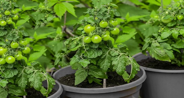 4 Reasons To Top Your Tomato Plants & How To Do It