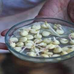7 Amazing Ways To Germinate Seeds Without Soil at Home