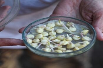 7 Amazing Ways To Germinate Seeds Without Soil at Home