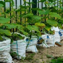 8 Secrets To Grow More Cucumbers Than Ever
