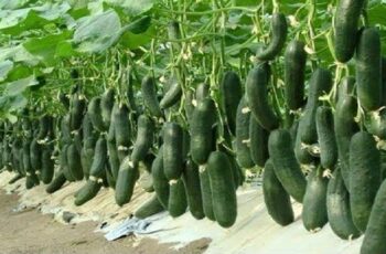 How To Grow A Huge Crop Of Cucumbers 7 Secrets To A Big Harvest This Year