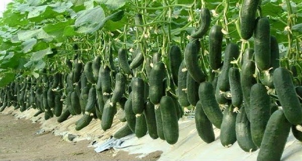 How To Grow A Huge Crop Of Cucumbers 7 Secrets To A Big Harvest This Year