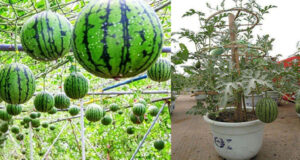 8 Secrets To Growing Amazing Watermelon