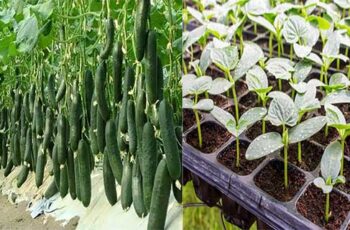 How To Grow A Huge Crop Of Cucumbers 4 Secrets To A Big Harvest This Year