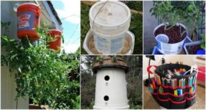 Grow Food In 5 Gallon Buckets 15 Fruits & Veggies That Thrive