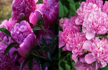 1 How To Get Peonies To Bloom Big 5 Simple Secrets To Flowering Success