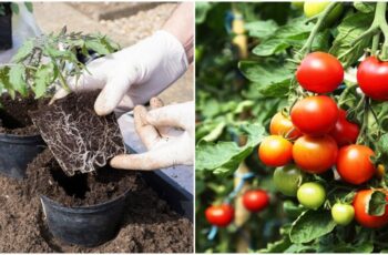 10-Deadly-Mistakes-To-Avoid-When-Growing-Tomatoes