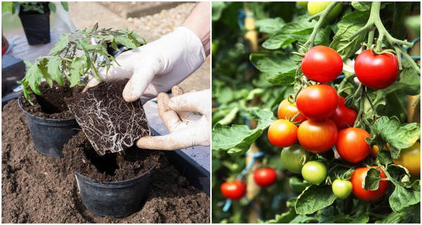 10-Deadly-Mistakes-To-Avoid-When-Growing-Tomatoes