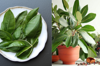 15 Simple Ways To Grow & Care For A Bay Tree & Bay Leaf Uses