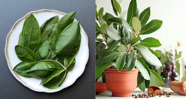 15 Simple Ways To Grow & Care For A Bay Tree & Bay Leaf Uses