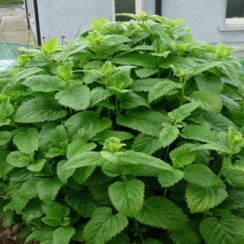 20 Reasons Lemon Balm Should Grow In Every Garden