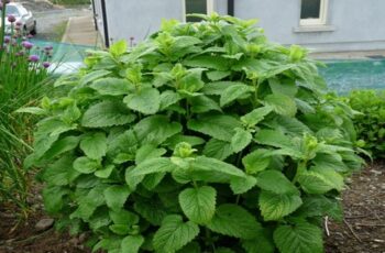 20 Reasons Lemon Balm Should Grow In Every Garden