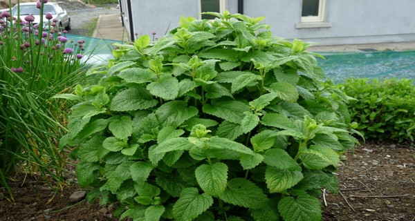 20 Reasons Lemon Balm Should Grow In Every Garden