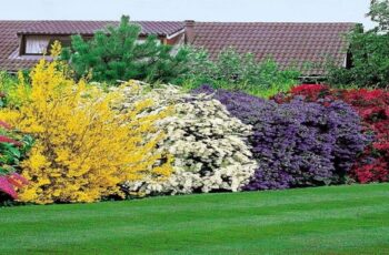 21 Fast Growing Shrubs and Bushes For Creating Privacy