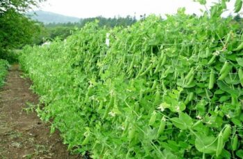 Growing Sugar Snap Peas – The Perfect Crop To Plant In Early Spring!