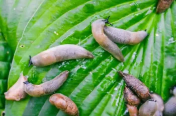 How-To-Get-Rid-Of-Slugs-–-6-Simple-Methods-That-Stop-Slugs-Fast