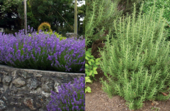 How To Grow A Rosemary Hedge (& 10 Reasons Why You Should)