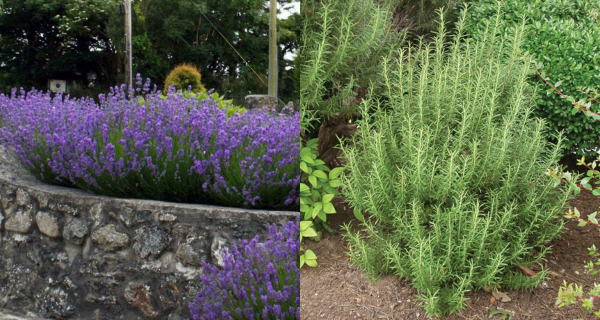 How To Grow A Rosemary Hedge (& 10 Reasons Why You Should)