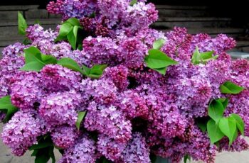 https://www.usnews3.com/2023/04/02/spring-lilac-care-how-to-get-your-lilac-bushes-to-bloom-bigger-than-ever/