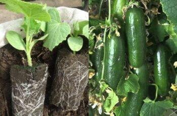 17 Deadly Mistakes to Avoid When Planting Cucumbers