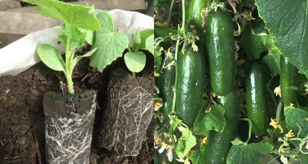 17 Deadly Mistakes to Avoid When Planting Cucumbers