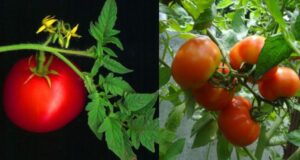 20 Surprising Uses of Tomato Leaves You Might have never Heard Of