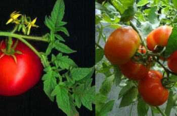 20 Surprising Uses of Tomato Leaves You Might have never Heard Of