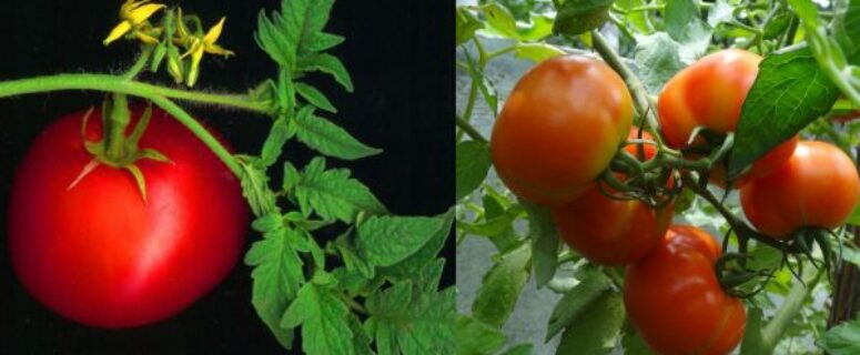 20 Surprising Uses of Tomato Leaves You Might have never Heard Of