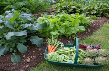 25-different-Vegetables-You-Can-Grow-In-The-Shade