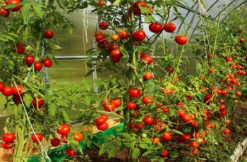 5 Plants to Never Grow Near Tomatoes & 15 Beneficial Companions
