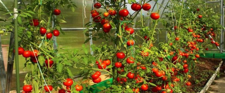 5 Plants to Never Grow Near Tomatoes & 15 Beneficial Companions