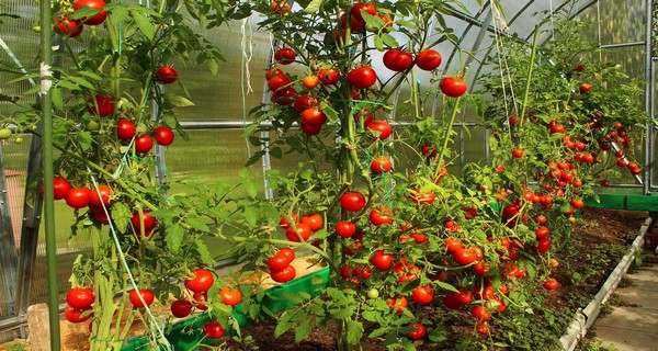 5 Plants to Never Grow Near Tomatoes & 15 Beneficial Companions