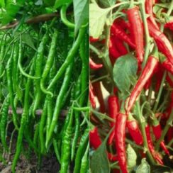 How To Fertilize Pepper Plants For A Big Harvest! The Simplest Secrets To Success